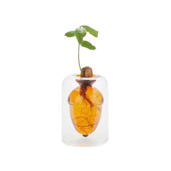 Balvi Seed grower Acorn Brown colour Grow your own oak tree from an acorn Glass 12cm