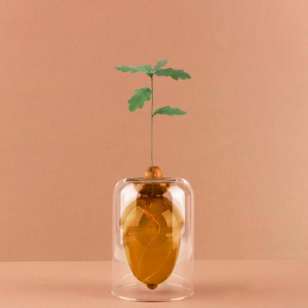 Balvi Seed grower Acorn Brown colour Grow your own oak tree from an acorn Glass 12cm