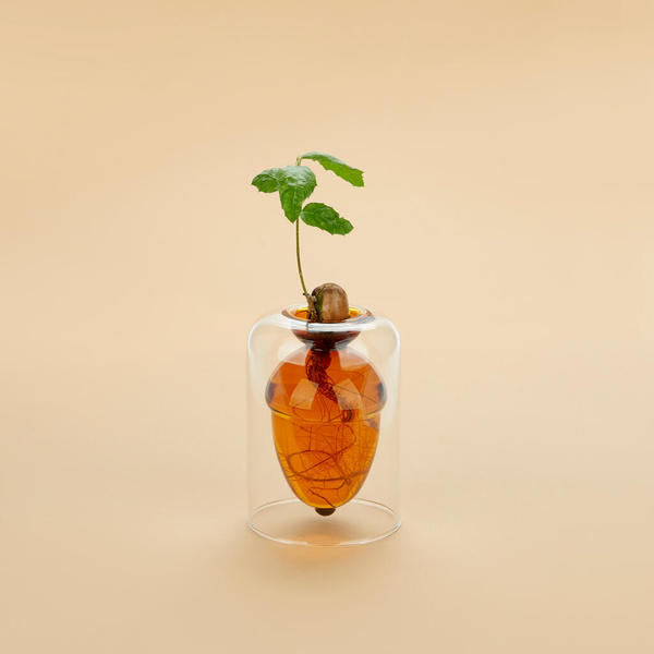 Balvi Seed grower Acorn Brown colour Grow your own oak tree from an acorn Glass 12cm