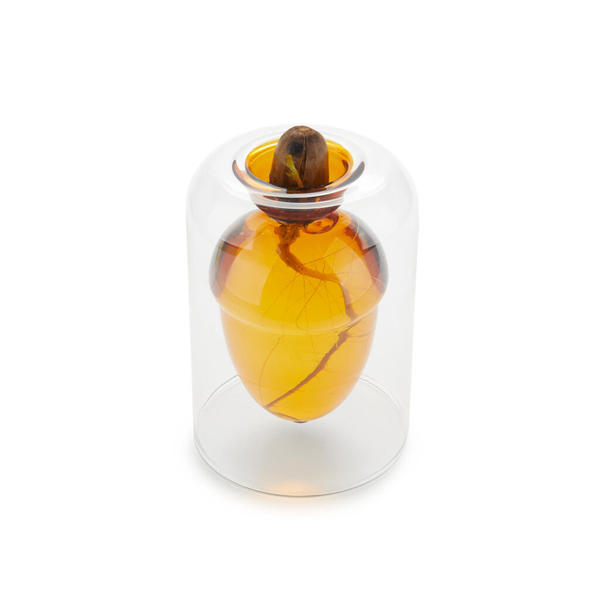 Balvi Seed grower Acorn Brown colour Grow your own oak tree from an acorn Glass 12cm