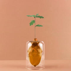 alvi Vase pour germination Acorn Couleur brun Faites pousser un chêne à partir d’un gland Verre 12cm