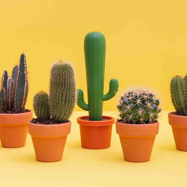 alvi Dish brush Cactus Colour green Cactus-shaped brush with support to clean plates, pots, pans and