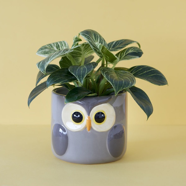 Balvi Vaso per piante Owl Colore Grigio Un coprivaso con disegno di gufo Ceramica 11,7x13,5x135 cm