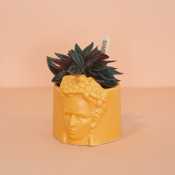 alvi Mini maceta Frida Color amaraillo Tiesto para plantas pequeñas Ideal para cactus Cerámica 8,5 c