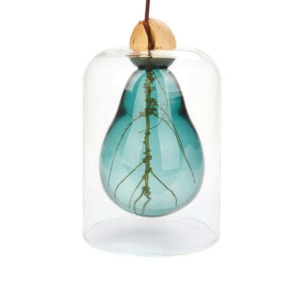 Balvi Seed Grower Avocado Vase Green color Glass