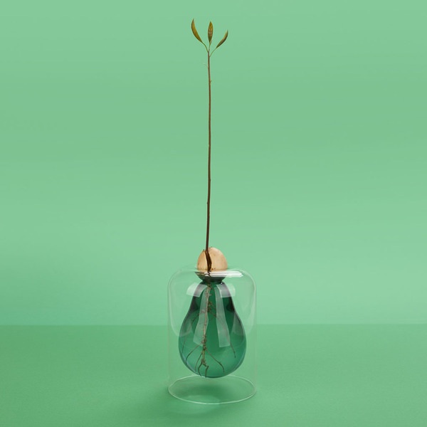 Balvi Seed Grower Avocado Vase Green color Glass