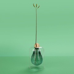 Balvi Seed Grower Avocado Vase Green color Glass