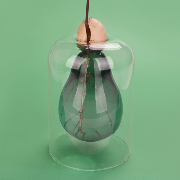 Balvi Seed Grower Avocado Vase Green color Glass