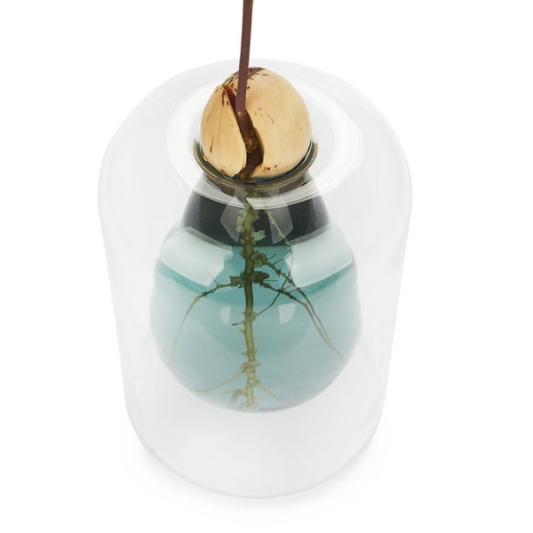 Balvi Seed Grower Avocado Vase Green color Glass