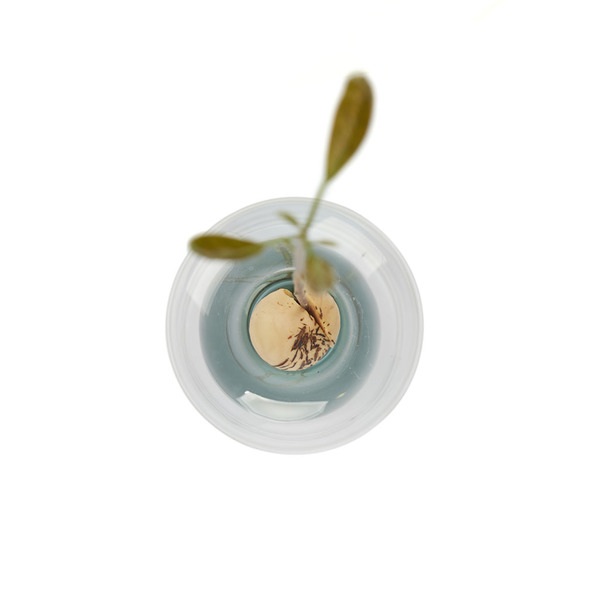 Balvi Seed Grower Avocado Vase Green color Glass